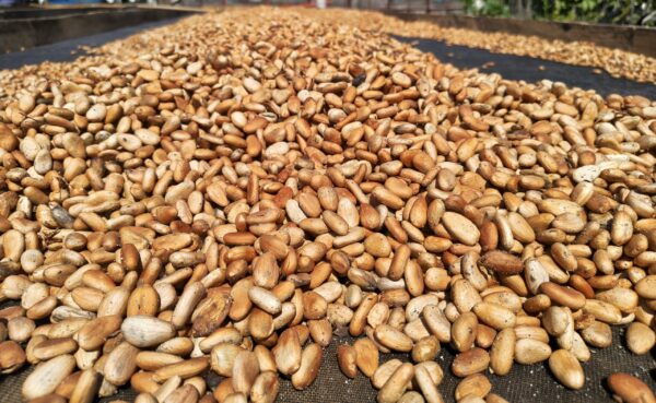 NIBS DE CACAO