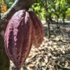 NIBS DE CACAO