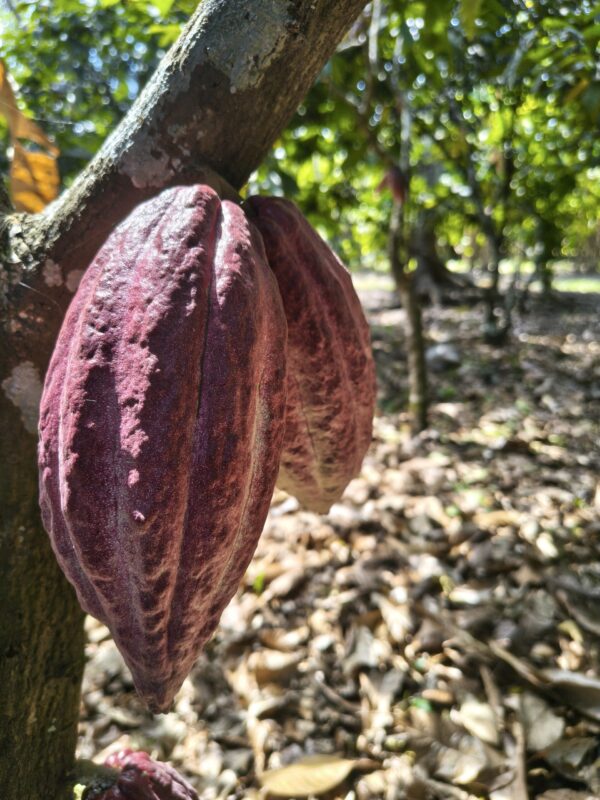 NIBS DE CACAO