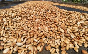 GRANO DE CACAO FERMENTADO 1 KG