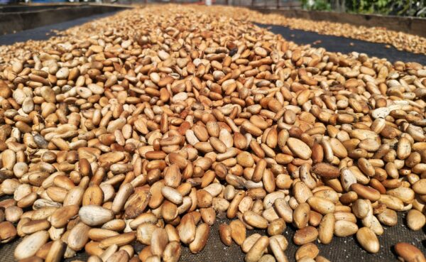 GRANO DE CACAO FERMENTADO 1 KG