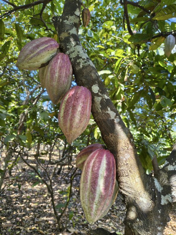 GRANO DE CACAO FERMENTADO 1 KG