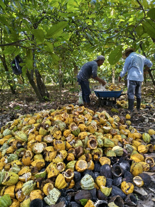 GRANO DE CACAO FERMENTADO 1 KG