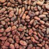 CACAO FERMENTADO