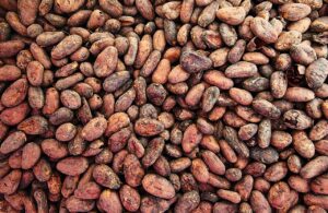 Cacao Fermentado 3 CACAO FERMENTADO