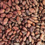 CACAO FERMENTADO 1 kg