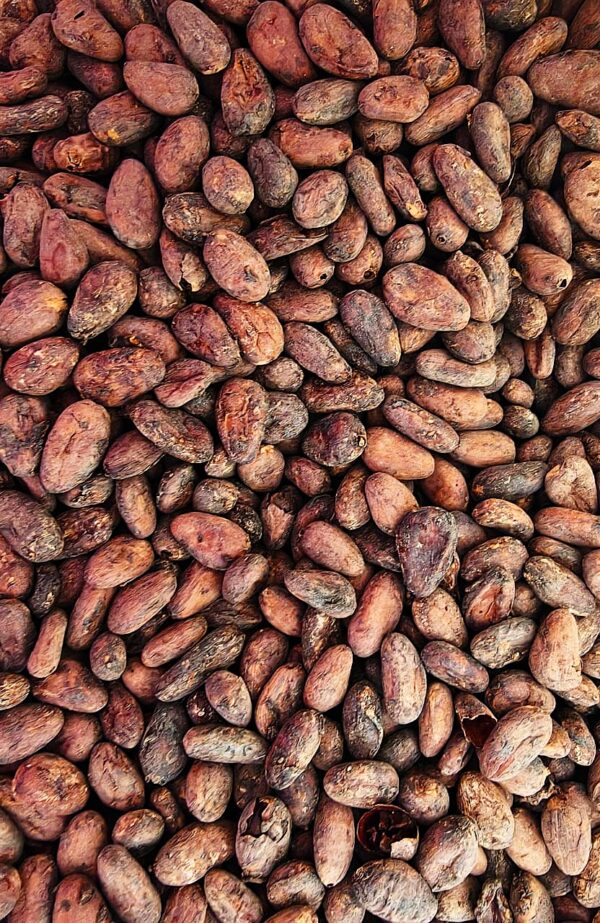Cacao Fermentado 3 CACAO FERMENTADO 1 kg